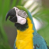 Green Parrot avatar