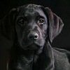 Black Labrador avatar