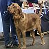 Bloodhound avatar
