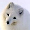 Arctic Fox avatar