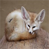 Fennec Fox avatar
