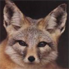 Kit Fox avatar
