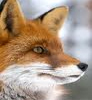 Red Fox face avatar