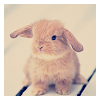 Brown bunny avatar