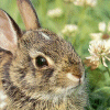 Bunny 27 avatar