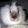 Bunny jpg avatar