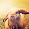 Field rabbit avatar