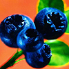 Blueberries 3 avatar