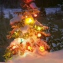 Christmas tree glow avatar